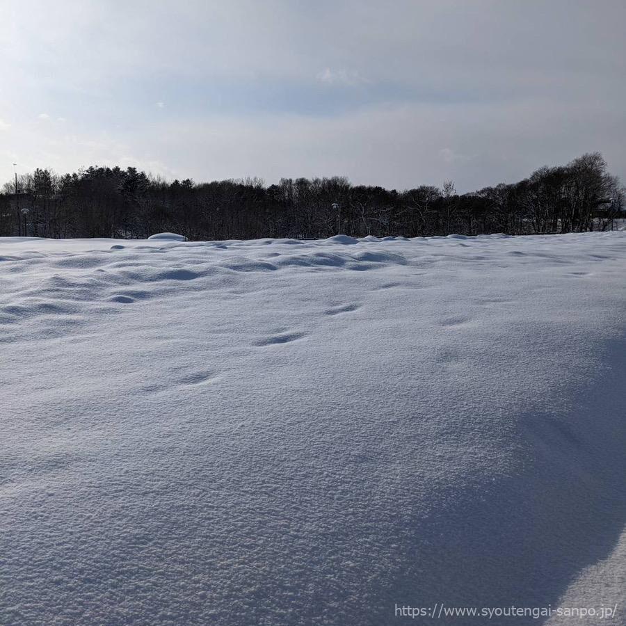 雪と森