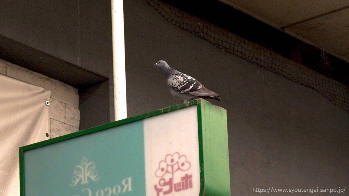 看板と鳩