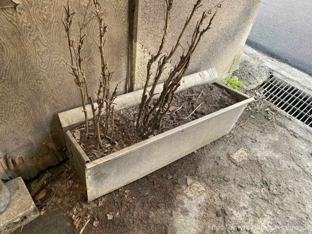 鉢植え