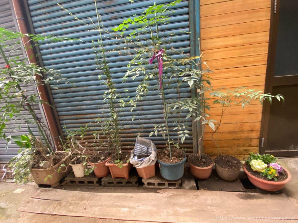 手入れされた植物