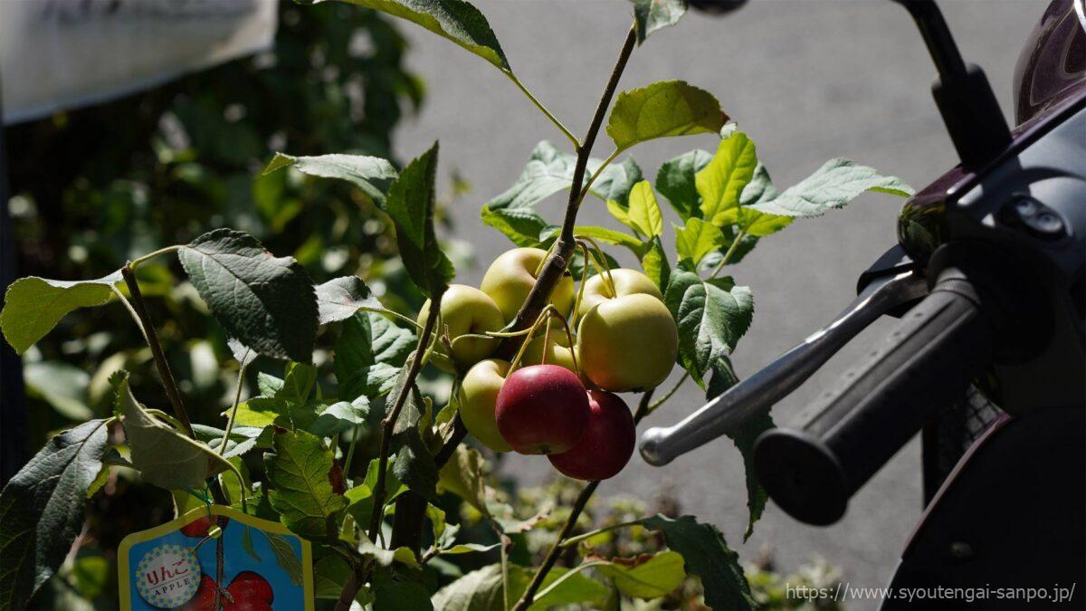 小さなりんごの木